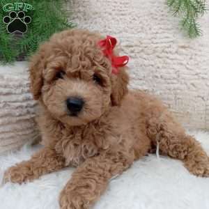 Teddy, Bich-Poo Puppy