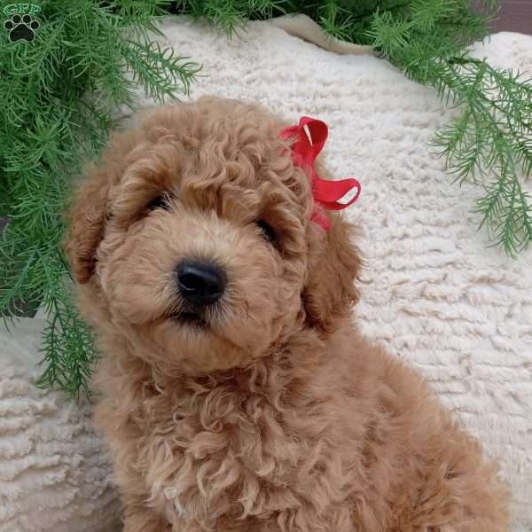 Teddy, Bich-Poo Puppy