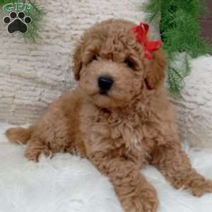 Teddy, Bich-Poo Puppy