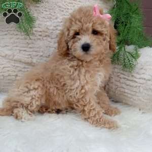 Izzy, Bich-Poo Puppy