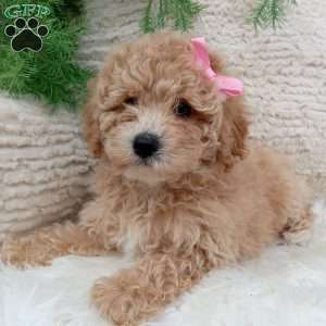 Izzy, Bich-Poo Puppy