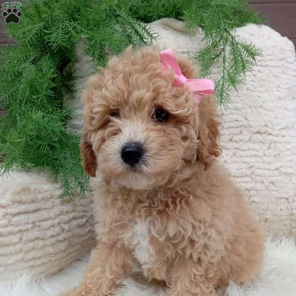 Izzy, Bich-Poo Puppy