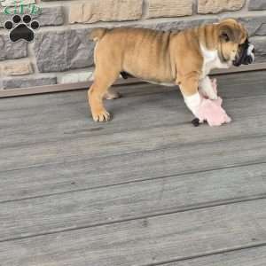 Mack, Olde English Bulldogge Puppy
