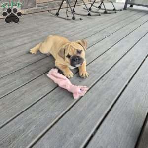 Deisel, Olde English Bulldogge Puppy