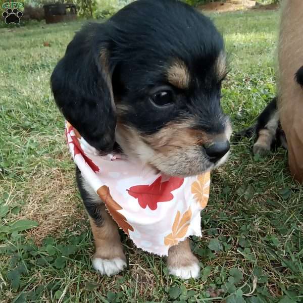 Lady, Poogle Puppy