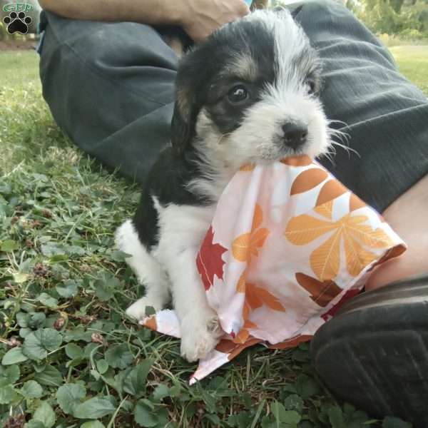 Frisky, Poogle Puppy