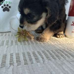 Rascal, Poogle Puppy