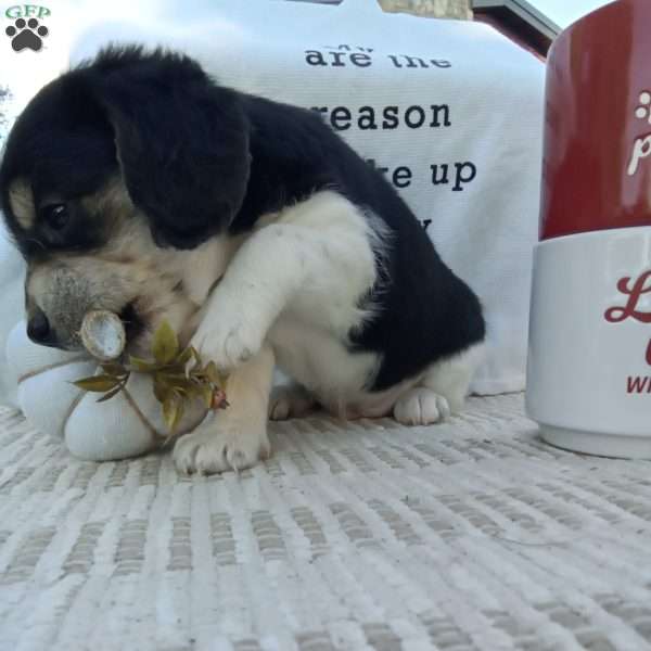 Biscuit, Poogle Puppy