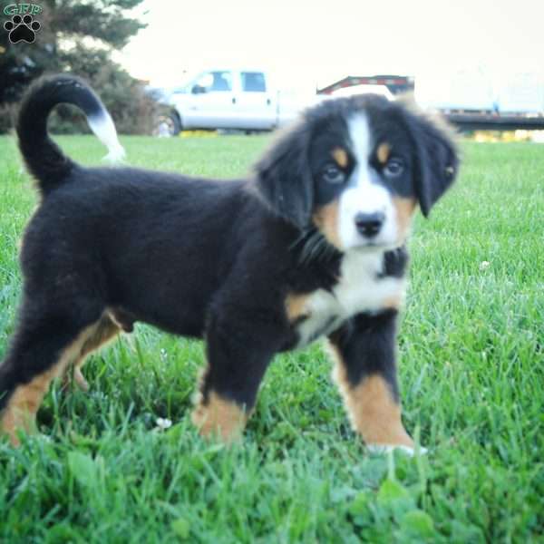 Caleb, Bernese Mountain Dog Puppy