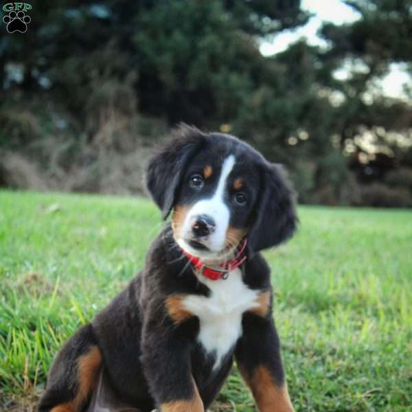 Carrie, Bernese Mountain Dog Puppy