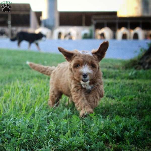 Spruce, Cavapoo Puppy