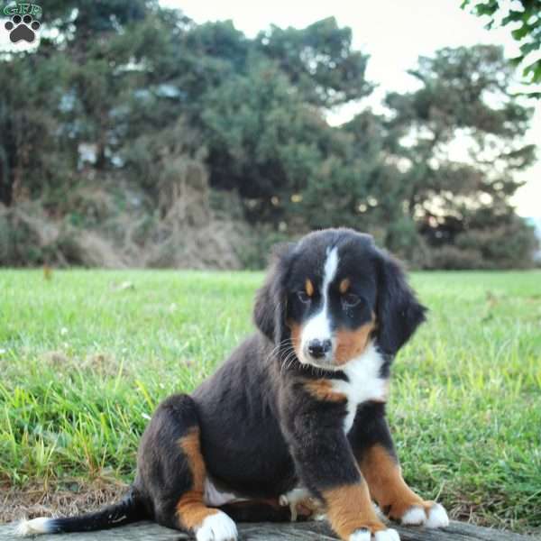 Candy, Bernese Mountain Dog Puppy