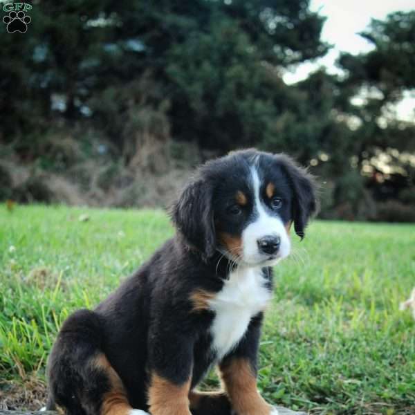 Cocoa, Bernese Mountain Dog Puppy