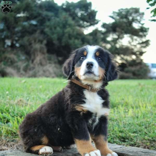 Caspian, Bernese Mountain Dog Puppy