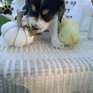 Clifford, Poogle Puppy