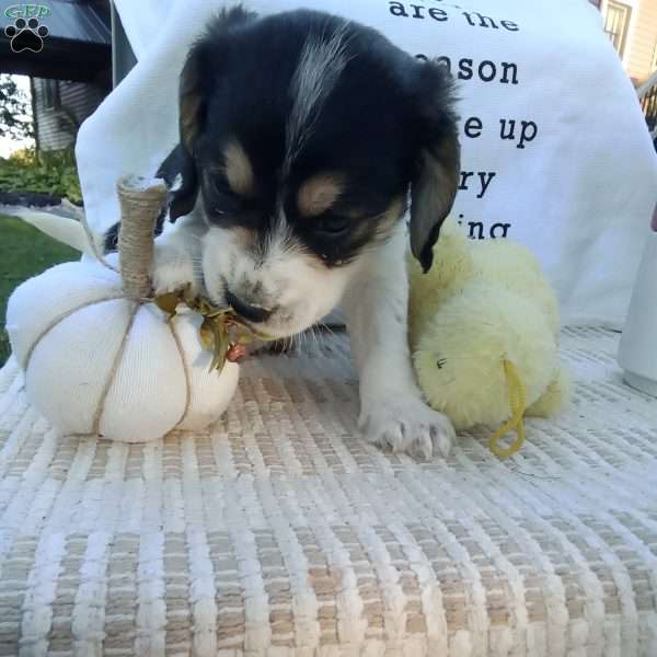 Clifford, Poogle Puppy