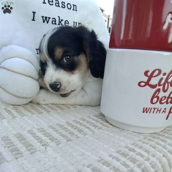 Crazy, Poogle Puppy