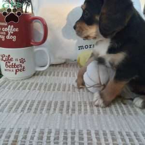 Lady, Poogle Puppy
