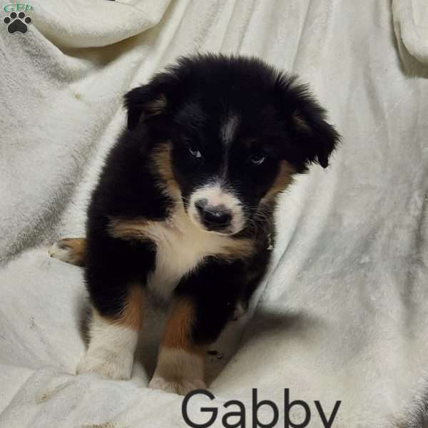Gabby, Australian Shepherd Puppy