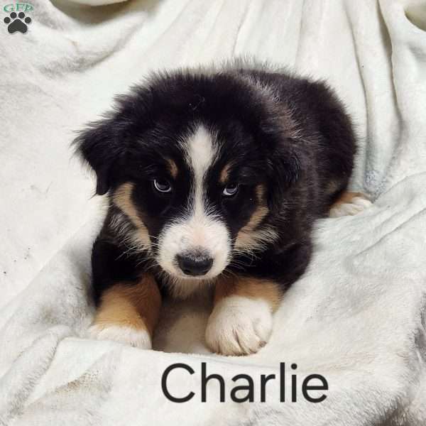 Charlie, Australian Shepherd Puppy