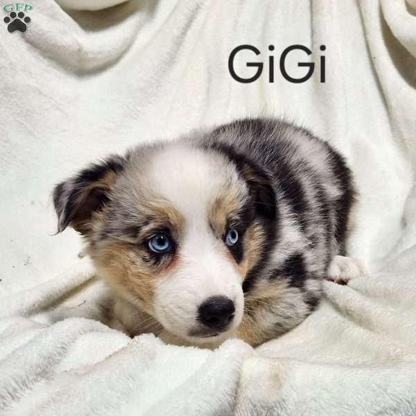 Gigi, Australian Shepherd Puppy