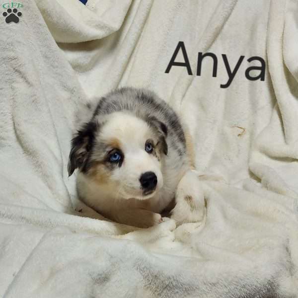 Anya, Australian Shepherd Puppy