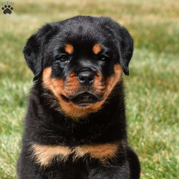 Brutus, Rottweiler Puppy