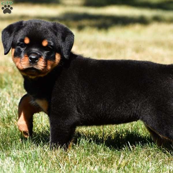 Cassidy, Rottweiler Puppy