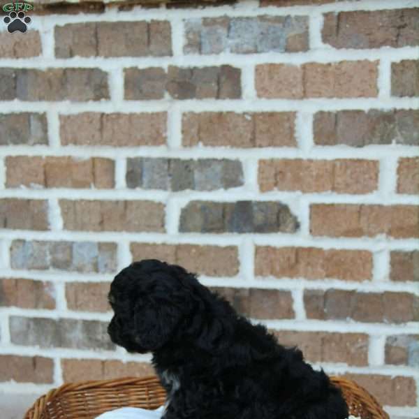Camilla, Cavapoo Puppy