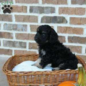 Camilla, Cavapoo Puppy