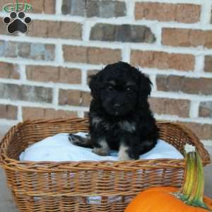 Camilla, Cavapoo Puppy
