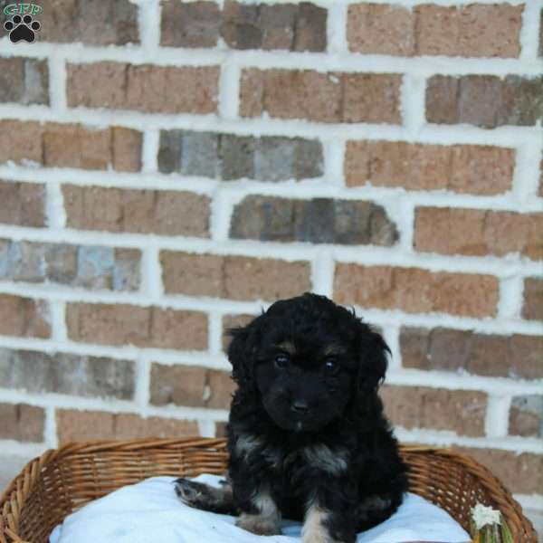 Camilla, Cavapoo Puppy