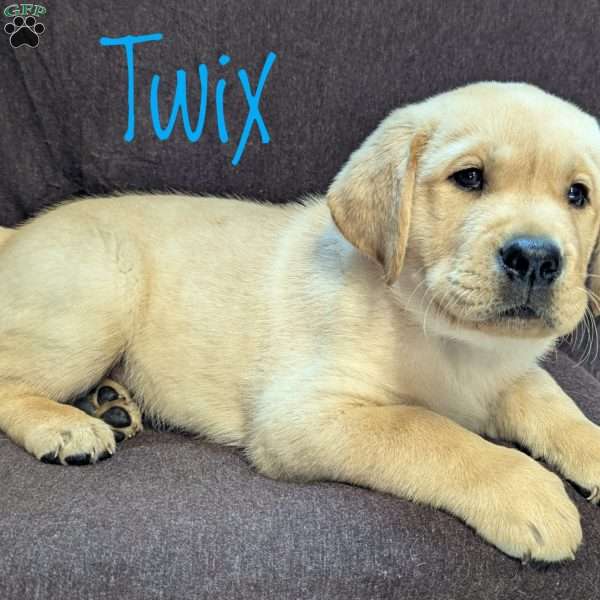 Twix, Yellow Labrador Retriever Puppy