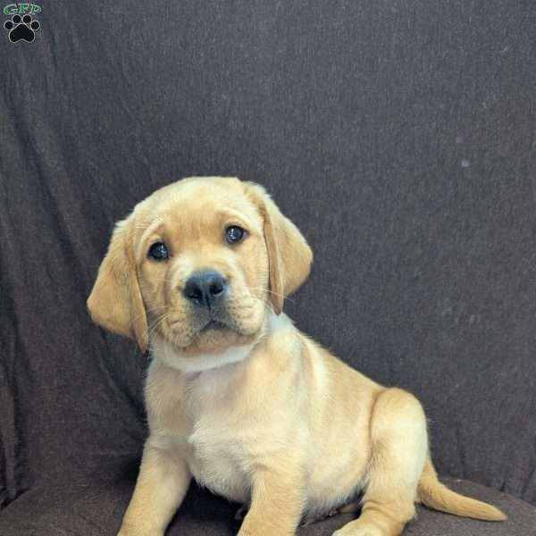 Twizzler, Yellow Labrador Retriever Puppy