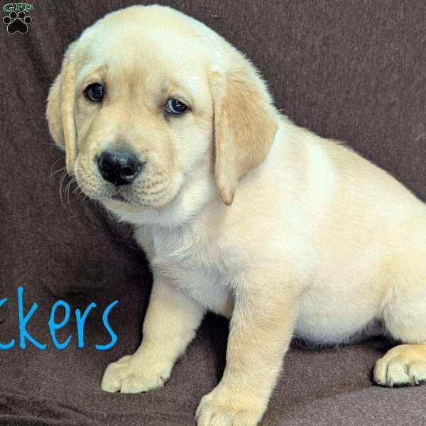 Snickers, Yellow Labrador Retriever Puppy