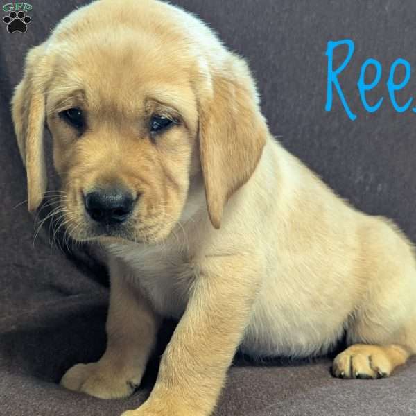 Reese, Yellow Labrador Retriever Puppy