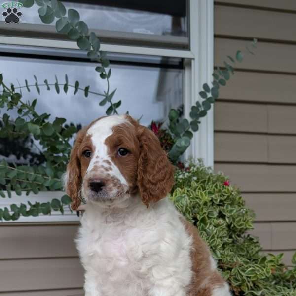 Willow, Goldendoodle Puppy