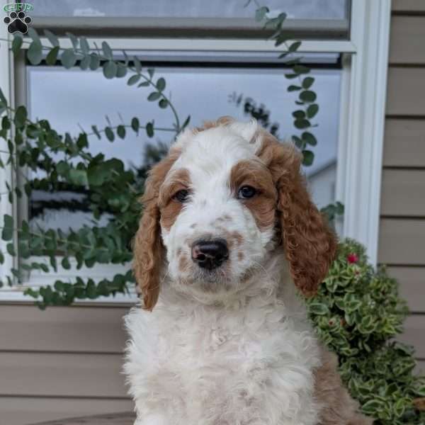 Ace, Goldendoodle Puppy