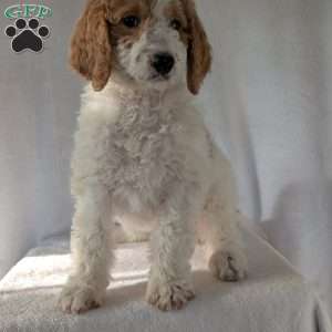 Sue, Goldendoodle Puppy