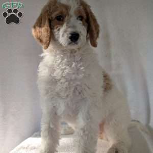 Sue, Goldendoodle Puppy