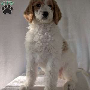 Sue, Goldendoodle Puppy