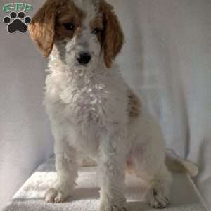 Sue, Goldendoodle Puppy