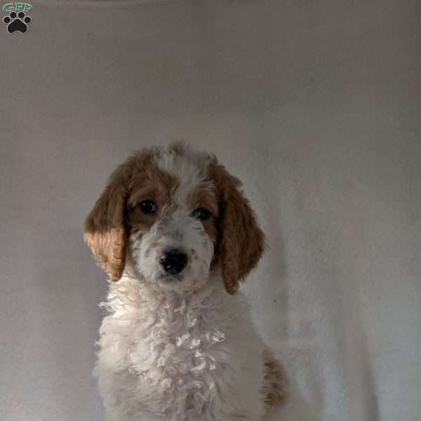 Sue, Goldendoodle Puppy