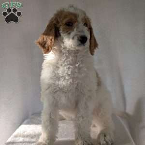 Sue, Goldendoodle Puppy