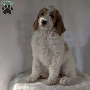 Sue, Goldendoodle Puppy