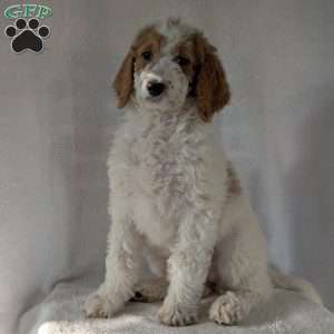 Sue, Goldendoodle Puppy