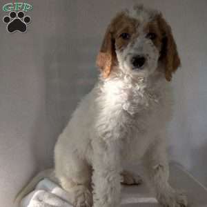 Sue, Goldendoodle Puppy