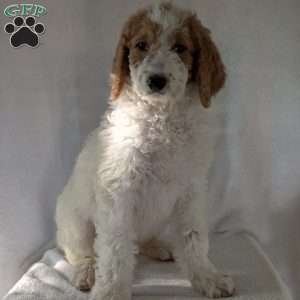 Sue, Goldendoodle Puppy