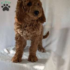 Maggie, Goldendoodle Puppy