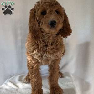 Maggie, Goldendoodle Puppy